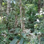 Terreno à venda no condomínio Sausalito, Mairiporã - SP