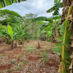 Chácara à venda com 2 quartos em Jardim Califórnia, Araraquara, SP