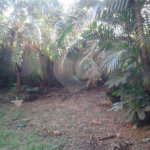Casa Térrea à venda com 3 quartos, sendo 1 suíte, em Parque Peruche, São Paulo, SP