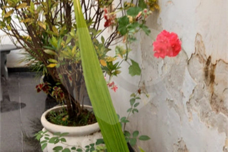 Sobrado à venda com 4 quartos, sendo 2 suítes,  em Jardim Franca, São Paulo, SP