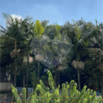 Apartamento à venda com 3 quartos, sendo 1 suíte, em Jardim Colombo, São Paulo, SP