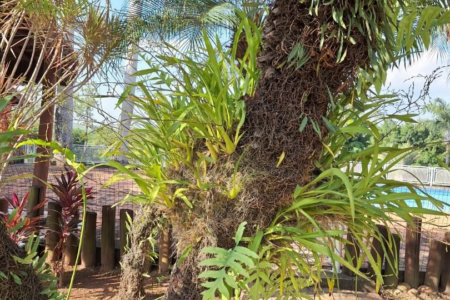 Rancho com 12 dormitórios à venda, 63000 m² por R$ 7.500.000,00 - Condomínio Haras Paineiras - Salto/SP