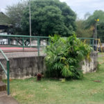 CONDOMÍNIO VALE DAS PALMEIRAS - CASA 3 QTOS + SUITE + PISCINA + GARAGEM 4 CARROS + ENERGIA SOLAR