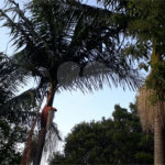 Linda chácara em Pinhalzinho