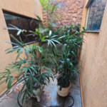 Casa para venda ou locação no Jardim Ipanema