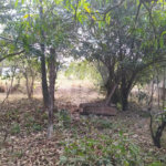 Chácara à venda em Tanquinho - Piracicaba/SP.