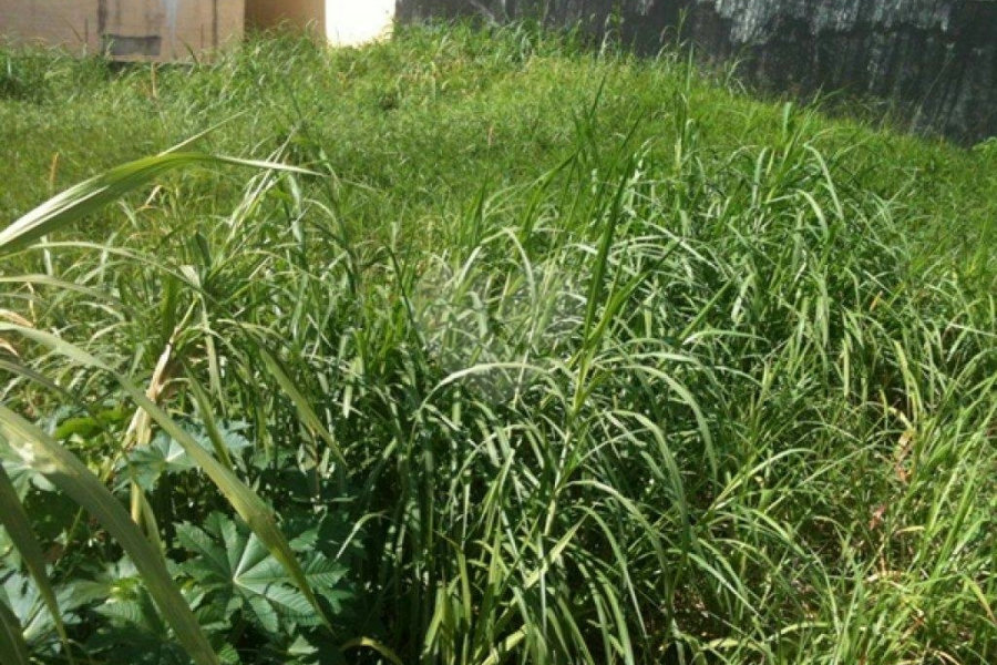 Terreno à venda em Tremembé, São Paulo, SP