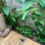 Sobrado à venda com 2 suítes em Horto, São Paulo, SP