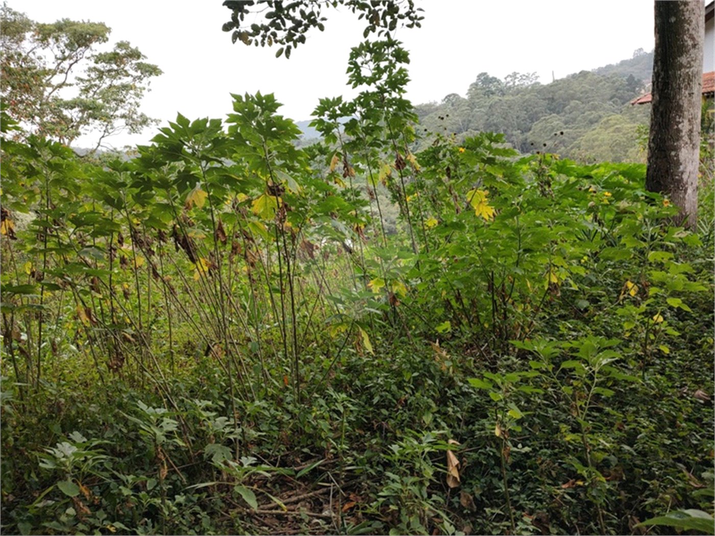 Terreno à venda em Barro Branco (zona Norte), São Paulo, SP