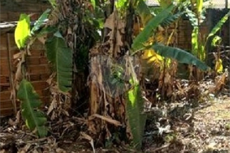 Terreno à venda em Tucuruvi, São Paulo, SP