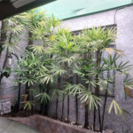 Sobrado à venda com 3 suítes em Tremembé, São Paulo, SP