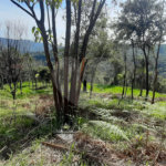 Terreno à venda em São Vicente, Mairiporã, SP