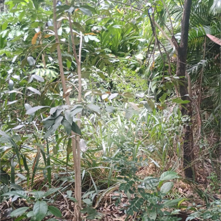 Terreno à venda em Pedra de Guaratiba, Rio de Janeiro, RJ