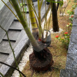 SOBRADO À VENDA 3 QUARTOS 3 VAGAS BOSQUE DA SAÚDE SÃO PAULO