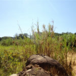 Terreno à venda ou para alugar em Cachoeira, Vinhedo, SP