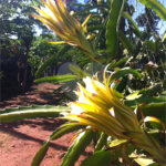 Chácara à venda com 5 quartos em Parque Planalto, Araraquara, SP