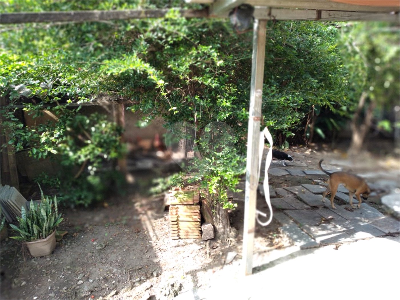 Terreno à venda com 1 quarto em Vila Mazzei, São Paulo, SP