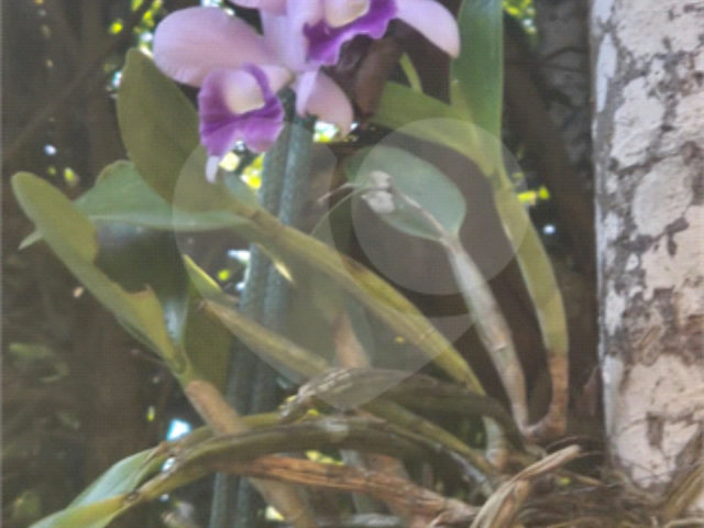 Casa à venda com 3 suítes no condomínio Parque Imperial da Cantareira, Mairiporã - SP
