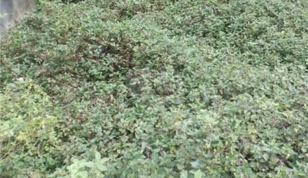 Terreno à venda em Vila Nova Cachoeirinha, São Paulo, SP