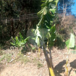 Terreno à venda em Serra da Cantareira, Mairiporã, SP
