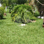 Sitio para venda.