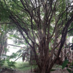 Terreno à venda em Vila Gustavo, São Paulo, SP