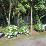 Terreno à venda em Roseira, Mairiporã, SP