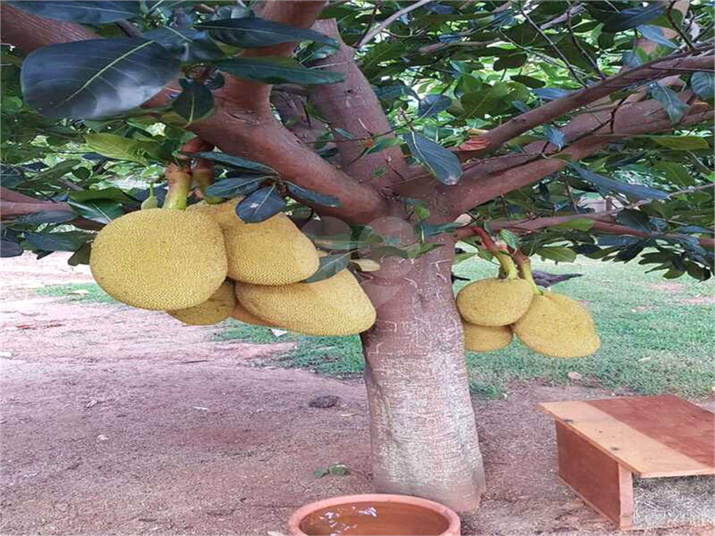 Casa à venda com 5 quartos, sendo 3 suítes, no condomínio Residencial Vale das Laranjeiras, Indaiatuba - SP