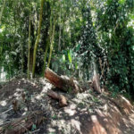 Terreno à venda em Serra da Cantareira, Mairiporã, SP
