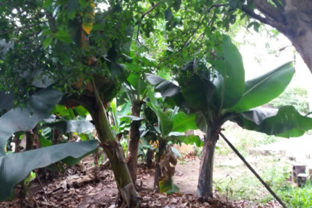 Casa à venda com 4 quartos, sendo 1 suíte, em Jardim Helga, São Paulo, SP