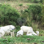 Sítio à venda com 3 suítes em Bairro do Cambará, São Roque, SP