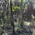 Terreno à venda em Roseira, Mairiporã, SP