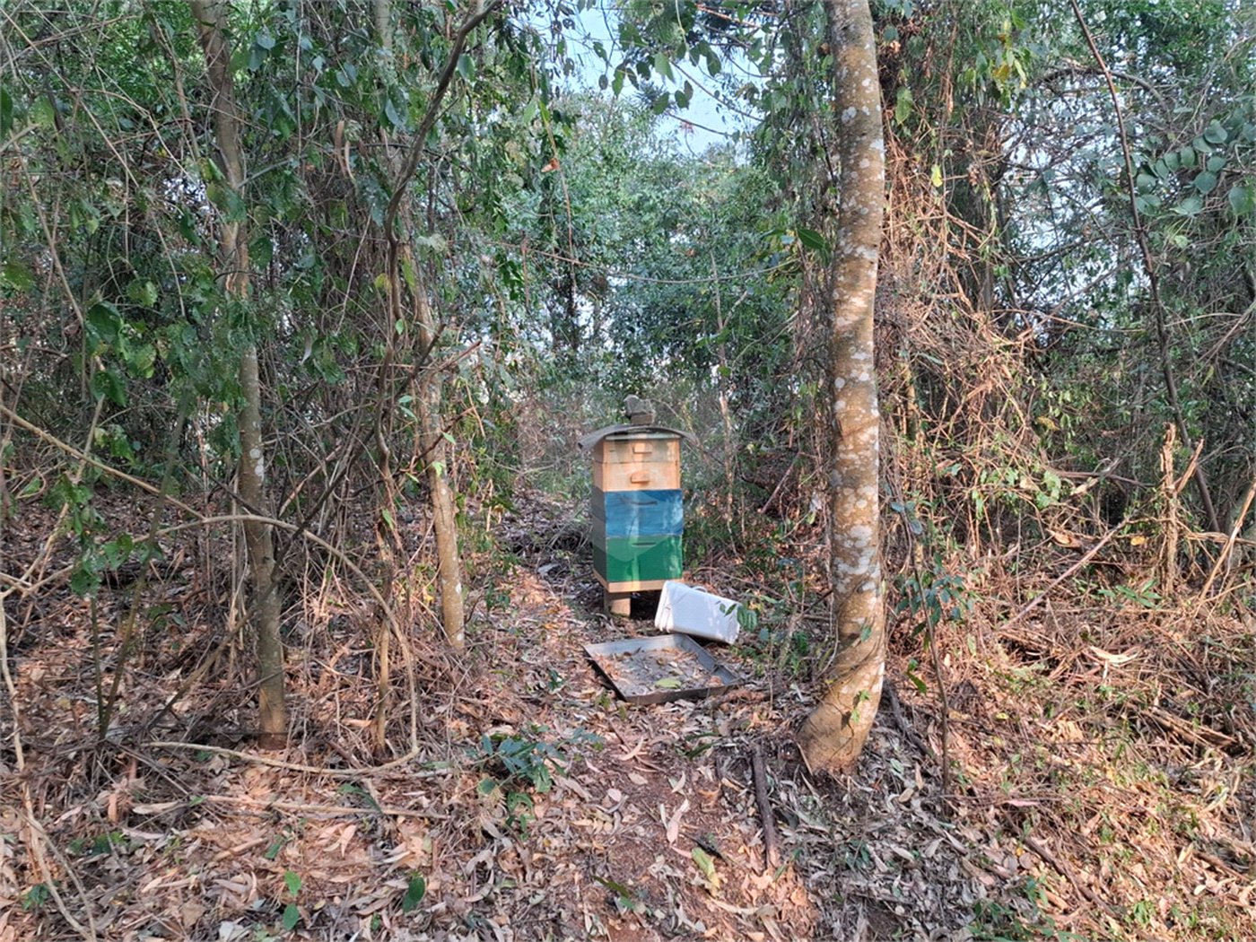 Sítio à venda com 3 quartos, sendo 1 suíte, em Bairro do Cambará, São Roque, SP