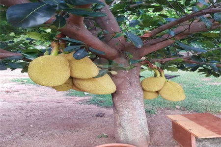 Casa à venda com 5 quartos, sendo 3 suítes, no condomínio Residencial Vale das Laranjeiras, Indaiatuba - SP