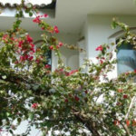 Casa à venda ou para alugar com 5 suítes em Jardim São Bento, São Paulo, SP