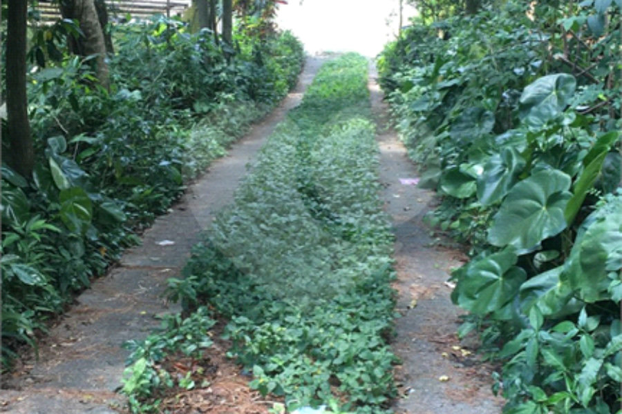 Terreno à venda ou para alugar em Horto, São Paulo, SP