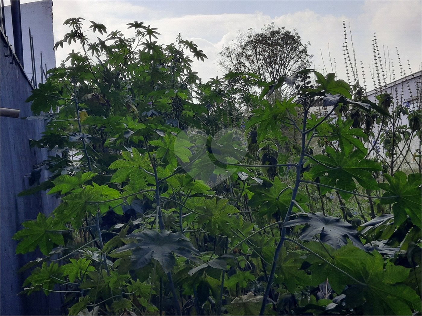 Terreno à venda em Chácara Monte Alegre, São Paulo, SP