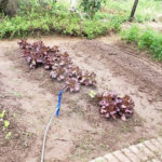 Sitio para venda.