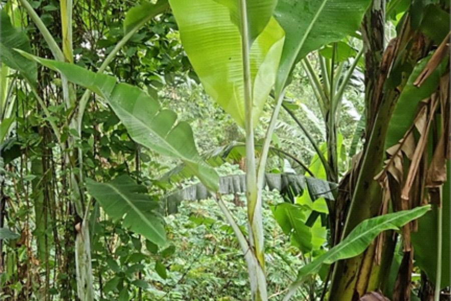 Terreno à venda em Vila Albertina, São Paulo, SP