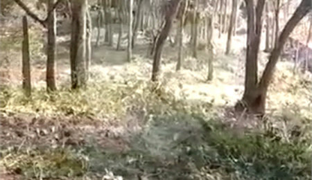 Terreno à venda em Luiz Fagundes, Mairiporã, SP