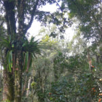 Sítio à venda com 5 quartos, sendo 1 suíte,  em Área Rural de Tapiraí, Tapiraí, SP