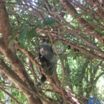 Chácara à venda com 3 quartos, sendo 2 suítes,  em Jardim Mirantes de Ipanema, Araçoiaba da Serra, SP