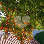 Casa à venda com 4 suítes no condomínio Alpes da Cantareira, Mairiporã - SP