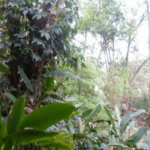 Sobrado à venda com 5 quartos, sendo 3 suítes,  em Fazenda Morumbi, São Paulo, SP