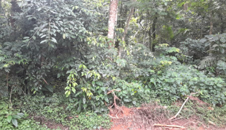 Terreno à venda em Roseira, Mairiporã, SP