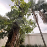 Sobrado à venda com 4 suítes em Jardim Floresta, São Paulo, SP