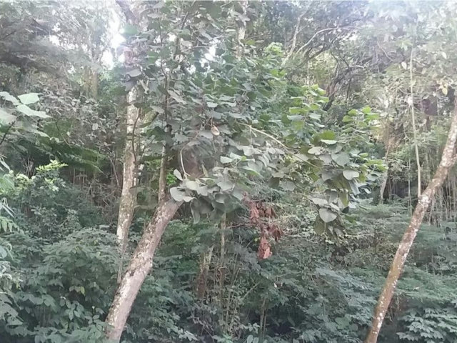 Terreno à venda em Tucuruvi, São Paulo, SP