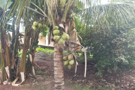 Chácara à venda com 3 quartos, sendo 1 suíte, em Chácara Flora Araraquara, Araraquara, SP