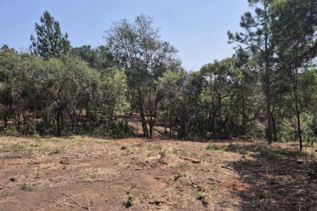 Fazenda Elisa - Fase 3