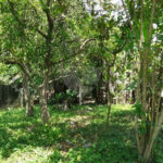 Terreno à venda em Horto Florestal, São Paulo, SP